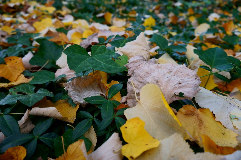 Stapels bladeren voor tuinbescherming in storm.